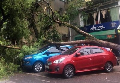 Vì sao bạn không nên đỗ xe dưới tán cây trong mùa mưa bão