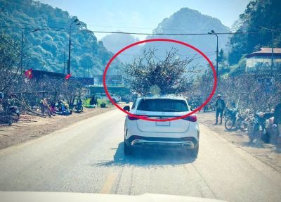 Chở đào Tết trên nóc ô tô: Cẩn thận kẻo mất an toàn và bị phạt nặng